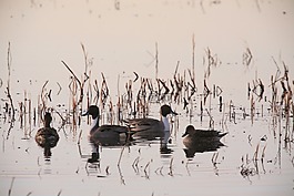 鵝,河,鳥