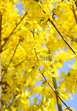 連翹,分支機構(gòu),黃色