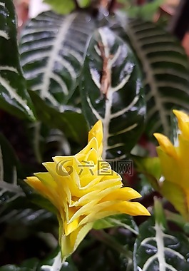 黃色,花,圖層