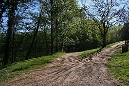 路径,树,观点