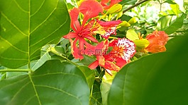 綠色,花,紅色的花