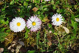 雛菊,花,開花