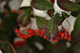 雪,冰,樹