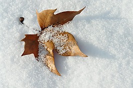 叶,雪,冬季