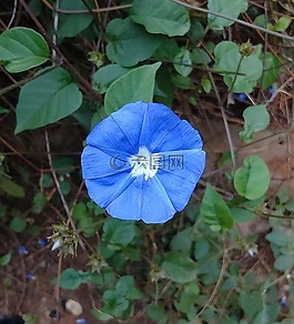 花,藍色,天藍clustervine