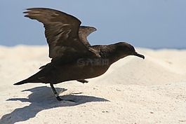 christamas海鷗,鳥,起飛