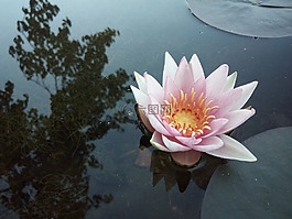 睡莲,秋季,池塘