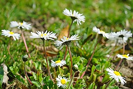 雛菊,花,開花
