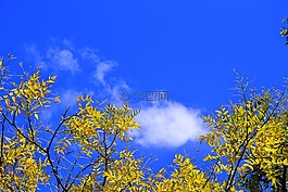分支機(jī)構(gòu),黃色,樹