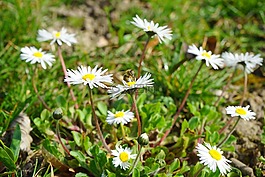 雛菊,花,開(kāi)花