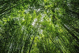 竹,林,綠色