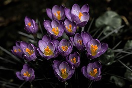 花,薰衣草,盛開