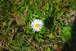 雛菊,花,開(kāi)花