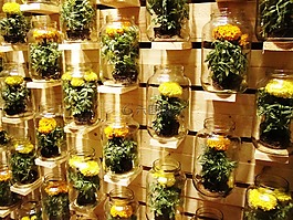 jar,斯坦斯,鮮花