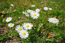 雛菊,花,開(kāi)花