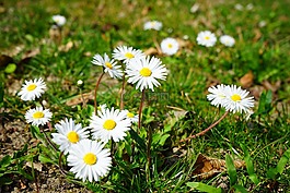 雛菊,花,開花