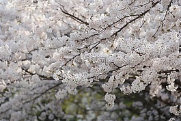 櫻花盛開(kāi),花,春天