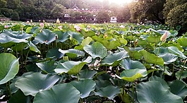 蓮花,花,葉