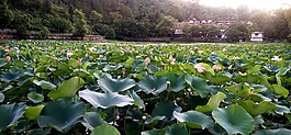 蓮花,池,開花