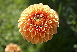 鮮花,花瓣,性質(zhì)
