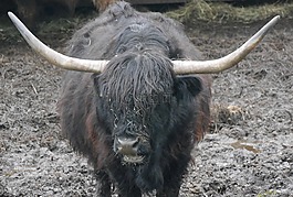 gallowasy,動物,牛
