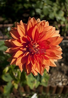鮮花,花瓣,性質(zhì)