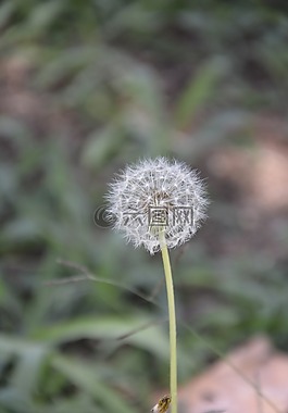 蒲公英,花卉,植物