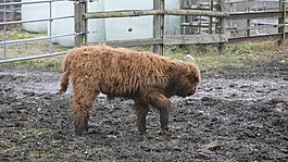 galloways,動物,牛