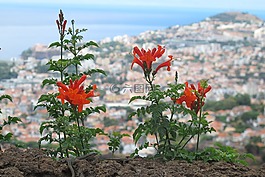 花,關(guān)閉,馬德拉
