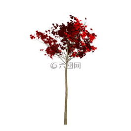 楓,樹(shù),涂樹(shù)