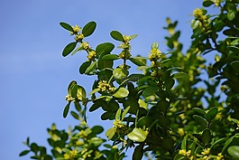 本書花,鮮花,花序