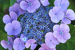 花,性質(zhì),紫