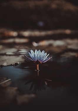 植物,花,睡蓮