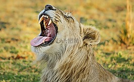 獅子,野生動物園,非洲