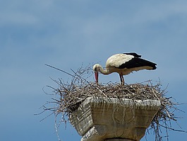 鸛,鳥,鳥巢