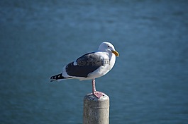 海鷗,海洋,海灘