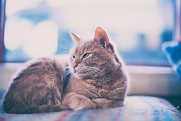 貓,小貓,動物