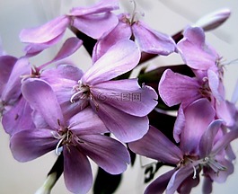 flowerhead,小花,daintey
