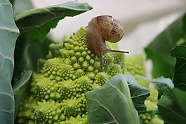 romanesco,蜗牛,绿色