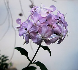 石碱草,flowerhead,小花