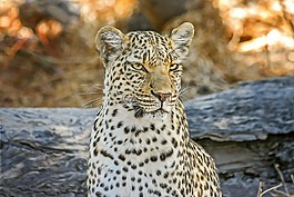 豹,非洲,野生動(dòng)物園