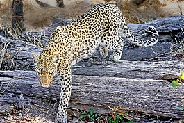 豹,非洲,野生動(dòng)物園