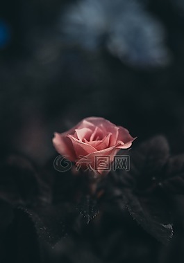 植物,花,玫瑰