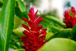 花,紅色,熱帶