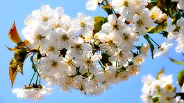 櫻桃,春天,鮮花
