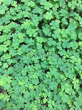三葉草,綠色,自然