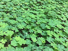 三葉草,綠色,自然