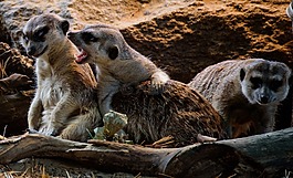 獴,動物園,貓鼬