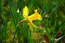 喇叭水仙,nazisse,花