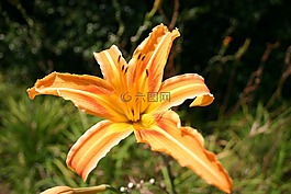 花,虎百合,橙色